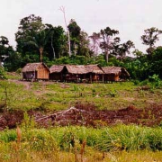 Tribemayoruna