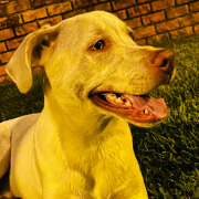 Los sueños del Sr Muruhuay