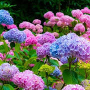 Jardin de las Hortensias