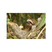 Maikol salas corcovado