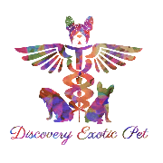 Discovery exotic pet